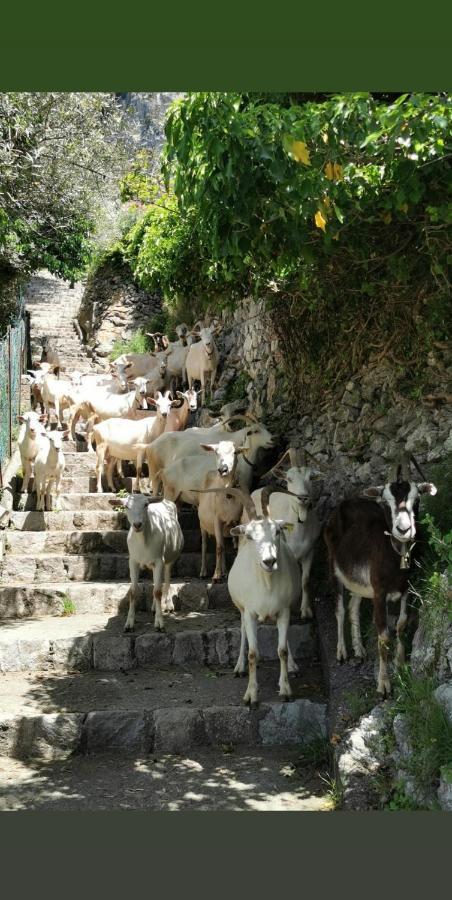 Estate4Home - Goat Path Positano Exterior foto